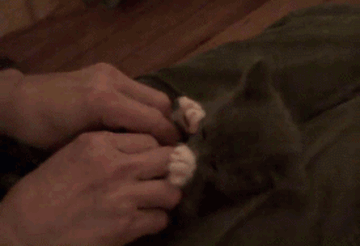 tickle cat